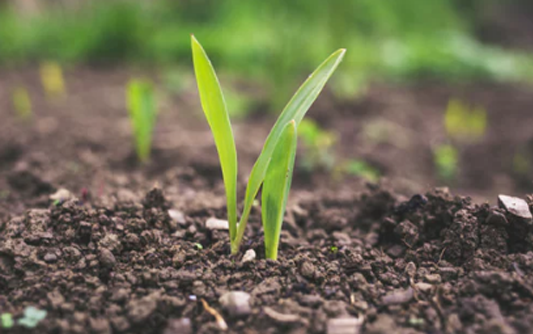 農(nóng)業(yè)網(wǎng)站建設(shè)方案